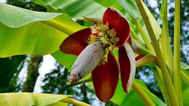 Hoa chuối (hay còn gọi là bắp chuối) là phần trổ ra buồng chuối.