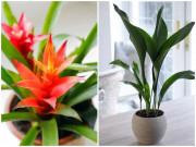 Nhà đẹp - 7 loại cây cảnh thích hợp trồng ở ban công hướng Bắc, ngắm lá xanh tươi đã mắt