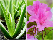 Nhà đẹp - 7 loại cây đừng dại trồng trong nhà kẻo nguy hiểm, vô tình ăn phải là rước họa vào thân