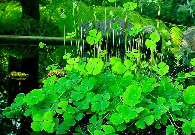 Loại rau xưa không ai thèm hái, nay là đặc sản người có tiền muốn mua ...