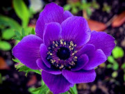 Eva tám - Trắc nghiệm tâm lý: Loài hoa bạn thích nhất tiết lộ chuyện tình duyên