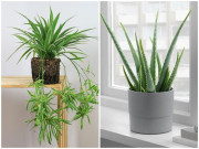 Nhà đẹp - 5 loại cây thích hợp để trong phòng ngủ, giúp trấn an tinh thần và thúc đẩy giấc ngủ