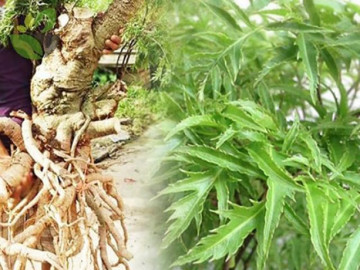 Loại cây bộ phận nào cũng tốt, riêng lá hay bị vứt đi, nếu biết dùng sớm sẽ trường thọ