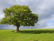 Eva tám - Mệnh Mộc hợp nhà, xe màu gì để mọi thứ được thuận lợi, hanh thông?