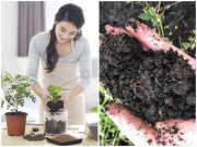 Nhà đẹp - Rắc một nắm này vào chậu hoa cây cảnh, trồng cả năm không lo bị sâu bọ, thối rễ