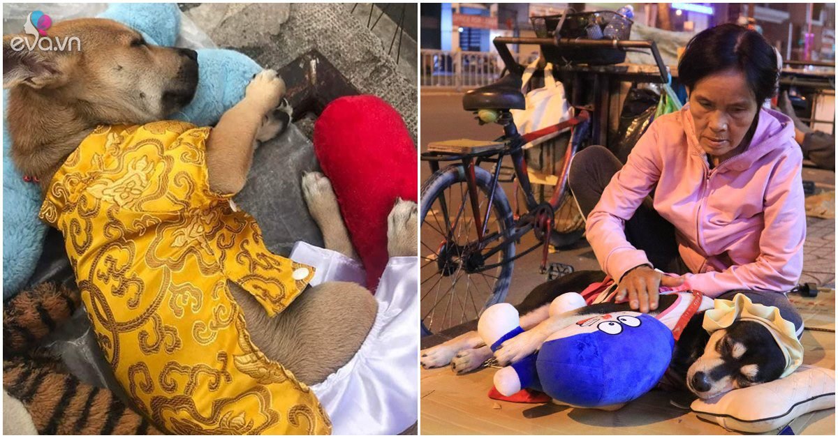 View - Những chú chó theo chủ mưu sinh ở Sài Gòn: Được mua quần áo đẹp, nằm ngủ như công chúa