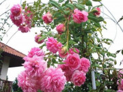 Nhà đẹp - 3 loại hoa thích "tắm" bằng giấm, 30 ngày tưới 1 chút bạn hoa sẽ nở to thành chùm