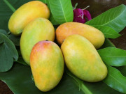 Sức khỏe - Tác dụng của quả xoài, những ai không nên ăn xoài để tránh gây hại sức khỏe