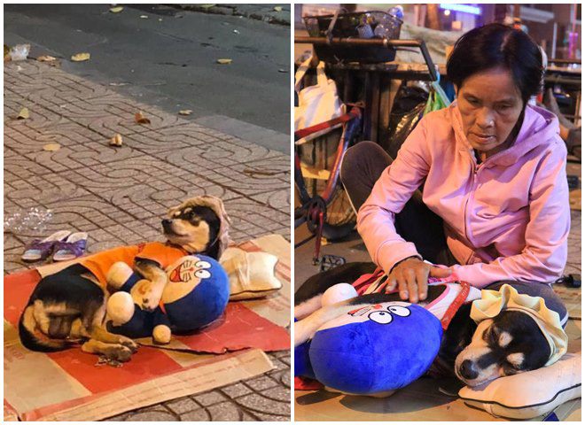Những chú chó theo chủ mưu sinh ở Sài Gòn: Được mua quần áo đẹp, nằm ngủ như công chúa - 6