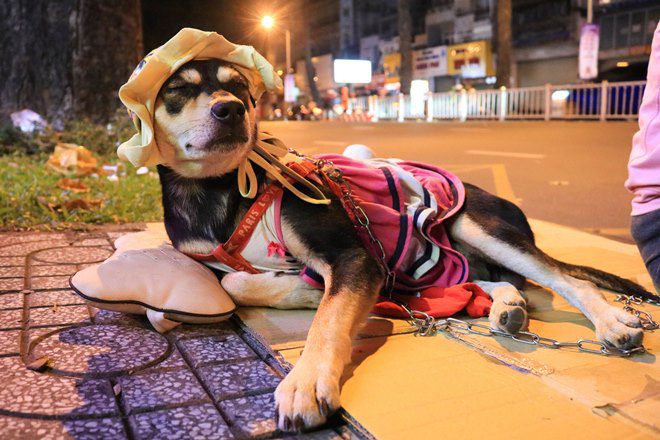 Những chú chó theo chủ mưu sinh ở Sài Gòn: Được mua quần áo đẹp, nằm ngủ như công chúa - 7