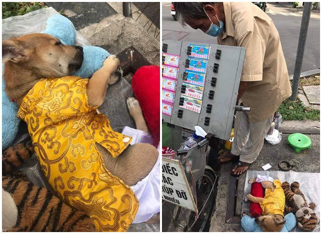 Những chú chó theo chủ mưu sinh ở Sài Gòn: Được mua quần áo đẹp, nằm ngủ như công chúa - 1
