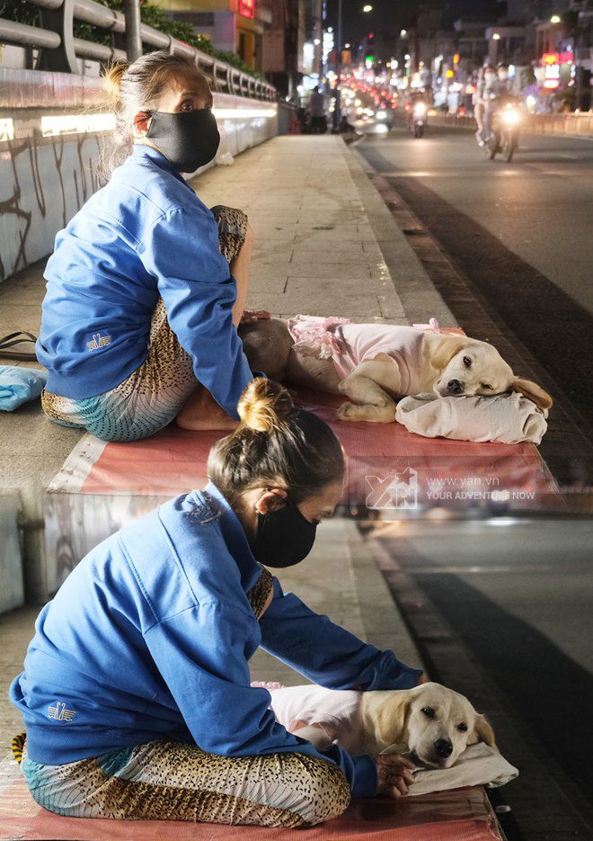 Những chú chó theo chủ mưu sinh ở Sài Gòn: Được mua quần áo đẹp, nằm ngủ như công chúa - 8