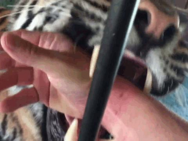 Clip Eva - Người đàn ông liều mạng cho tay vào miệng hổ dữ và cái kết