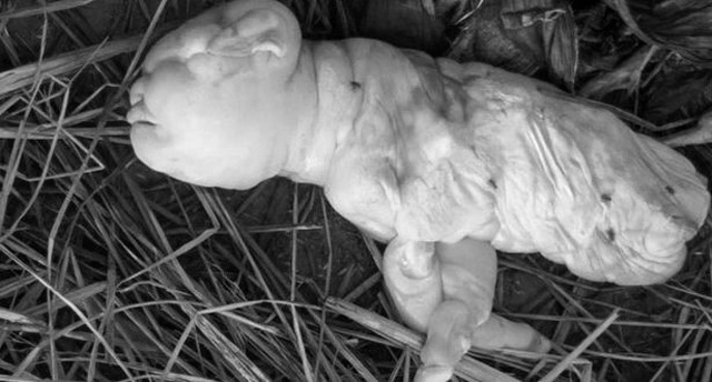 Kỳ lạ dê con sinh ra với khuôn mặt giống hệt người, chỉ sống được vài tiếng - 2