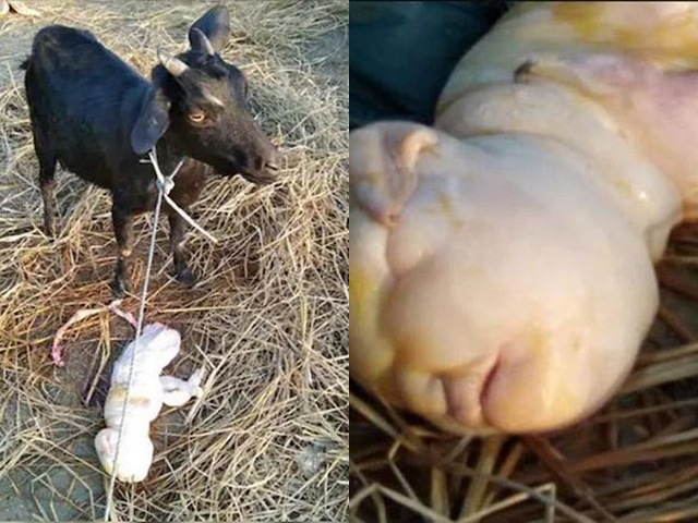 Kỳ lạ dê con sinh ra với khuôn mặt giống hệt người, chỉ sống được vài tiếng - 1