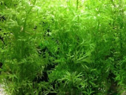 Xem ăn chơi - Loại rau xưa tốt um không ai hái về ăn, giờ thành đặc sản được ưa chuộng đến lạ, 140.000/kg
