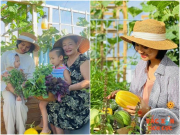 Nghỉ dịch, mẹ đảm Đà Nẵng làm vườn rau xanh trên mái tuyệt đẹp, cả nhà ăn mãi không hết
