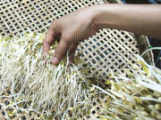Tiêu dùng - Muốn biết giá đỗ bán ngoài chợ có bị tiểu thương ngâm hoá chất hay không nhìn vào rễ là biết