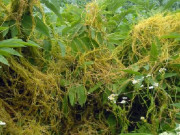 Tiêu dùng - Loại rau xưa không ai thèm hái, nay là đặc sản ngon nổi tiếng người giàu tranh nhau mua, 120.000đồng/kg