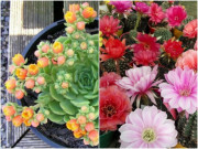 Nhà đẹp - Những loại hoa của người lười, nửa tháng không tưới nước hoa vẫn kết thành thảm