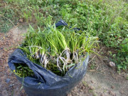 Xem ăn chơi - Loại rau dại xưa có đầy không ai ăn, giờ thành đặc sản 100.000/kg, người thành phố ưa chuộng