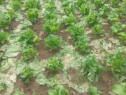 Tiêu dùng - Loại rau xưa hái vứt đi thành đặc sản vô cùng hấp dẫn, có tiền cũng khó mua, giá 100.000đồng/kg