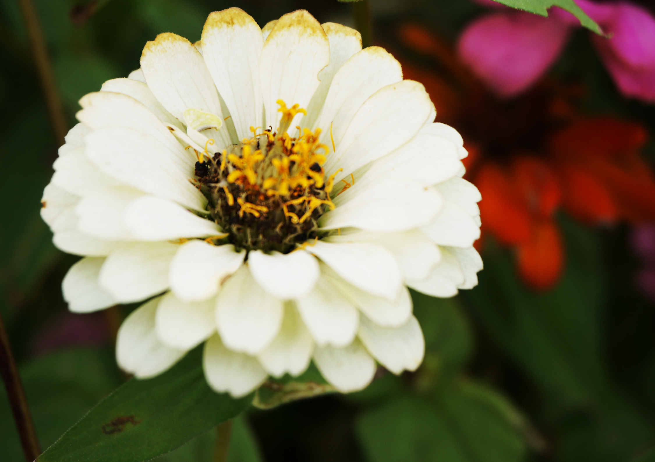 3 tháng sinh của người hào phóng, nhiều bạn bè, kiếm tiền cực giỏi - 2