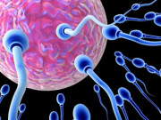 Chuẩn bị mang thai - Tinh trùng không gặp "nàng trứng" thì sẽ đi đâu: Câu trả lời khiến cánh đàn ông "cay đắng"!