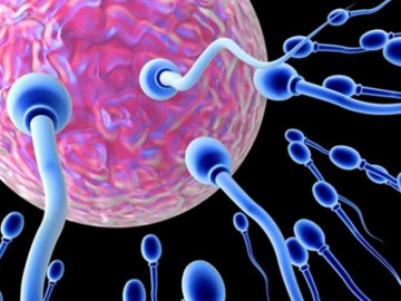 Tinh trùng không gặp nàng trứng thì sẽ đi đâu: Câu trả lời khiến cánh đàn ông cay đắng!