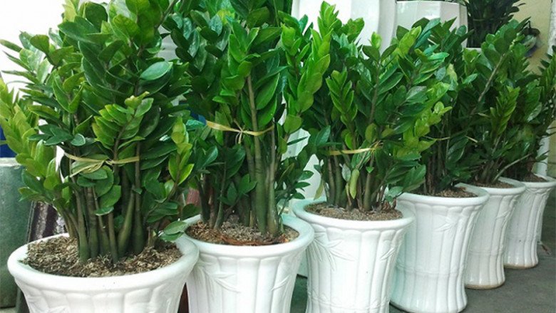 Cây kim tiền có 4 thói quen nhỏ, nắm được thì cây sẽ ra hoa gọi lộc vào nhà - 1