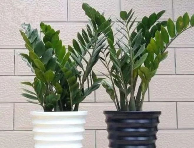 Cây kim tiền có 4 thói quen nhỏ, nắm được thì cây sẽ ra hoa gọi lộc vào nhà - 5