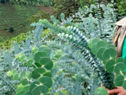 Tiêu dùng - Nghề lạ ở Việt Nam: Loài cây lạ nghe tên đã thấy "mùi tiền", trồng 4 tháng đút túi hàng trăm triệu, khách đặt tới tấp