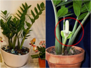 Nhà đẹp - Cây kim tiền có 4 thói quen nhỏ, nắm được thì cây sẽ ra hoa gọi lộc vào nhà