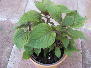 Loại cây này toàn thân đều quý, trồng một chậu trong nhà vừa đẹp lại tiết kiệm nhiều tiền thuốc