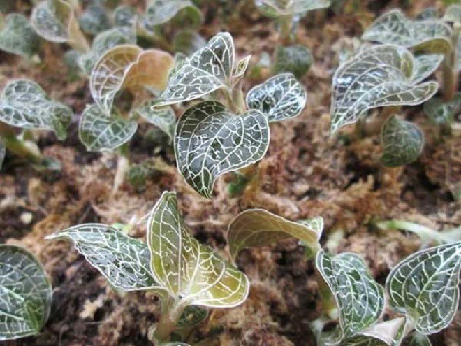 Loại hoa lan được mệnh danh là “vua thảo dược”, trồng một chậu vừa đẹp nhà vừa đỡ tốn tiền thuốc - 1