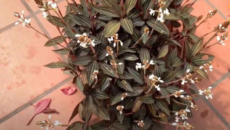 Loại hoa lan được mệnh danh là “vua thảo dược”, trồng một chậu vừa đẹp nhà vừa đỡ tốn tiền thuốc - 2