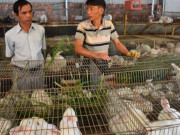 Tiêu dùng - Nghề lạ ở Việt Nam: Nuôi loài thú cho vui, cho ăn rau củ rẻ tiền, bán làm đặc sản lạ ở thành phố thu hàng trăm triệu