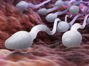 Bà bầu - Sau khi thắt ống dẫn tinh thì tinh trùng sẽ đi đâu: Pha "quay xe" kì diệu của tinh binh khiến bạn ngạc nhiên