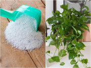 Nhà đẹp - Bột giặt là trợ thủ đắc lực trong việc trồng cây cảnh, tôi tiếc hùi hụi vì không biết sớm