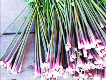 Loại cây ở Điện Biên tưởng chỉ nhổ vứt đi lại là đặc sản ngon lạ lùng