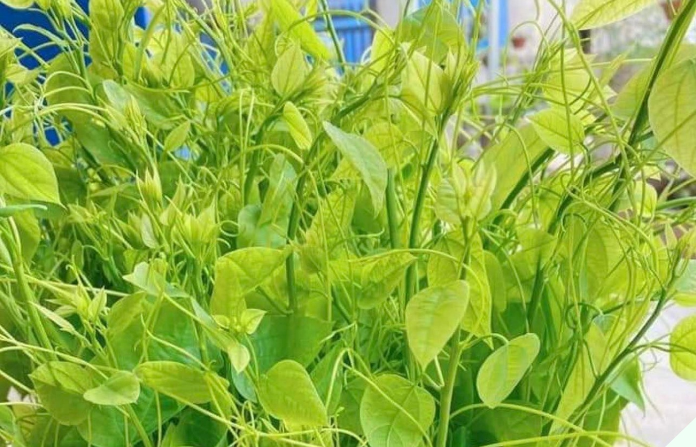 Thứ rau dại có mùi khai nồng, xưa đói bụng ăn qua bữa nay thành món đặc sản muốn mua phải đặt trước - 3