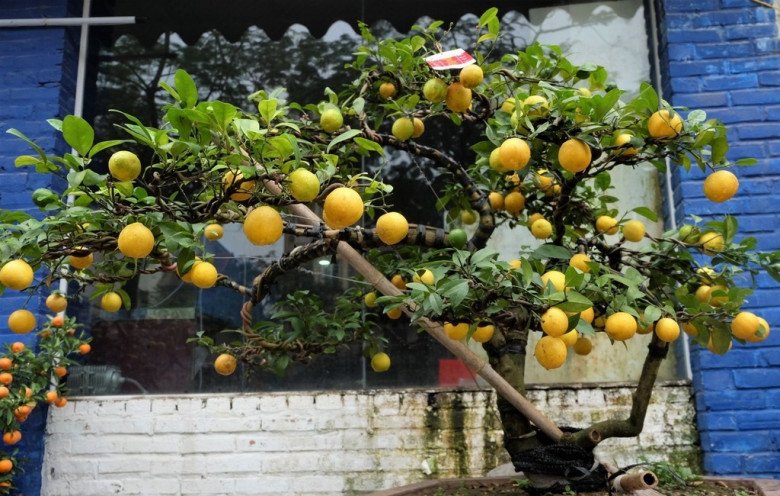 Trước nhà trồng 10 loại cây này, tài lộc về như thác lũ, gia chủ nghèo khó cũng hóa giàu sang - 11