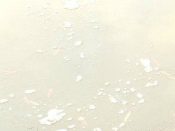 Quảng Bình bất ngờ xuất hiện thứ đặc sản dày đặc trên cánh đồng