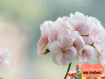 Quan hệ mẹ chồng nàng dâu tốt hay không, chỉ cần 3 chữ là đủ