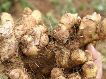 9 gia vị là bậc thầy kéo dài tuổi thọ, có thứ ví như “aspirin tự nhiên” giá chỉ 1.000 đồng/củ, chữa được nhiều bệnh