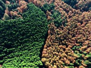 Clip Eva - Clip: Mãn nhãn hình ảnh cánh rừng chia đều thành hai màu vào mùa thu