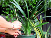 Nhà đẹp - Trời lạnh đừng tưới nước cho 4 loại hoa này quá thường xuyên, nếu không rễ cây dễ bị thối