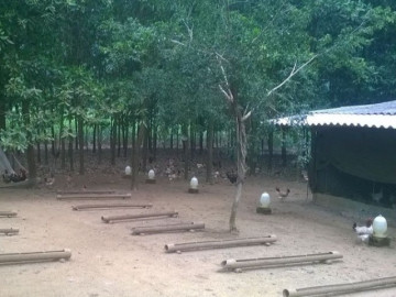 Nghề lạ ở Việt Nam: Cất bằng đại học về nuôi loài đặc sản đen sì, cho ăn ngô mỗi ngày, 4 tháng xuất bán hốt bạc