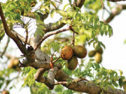 Tiêu dùng - Loại quả xưa chín đầy không ai ăn, giá rẻ bèo, nay thành đặc sản lạ được chị em thành phố ưa chuộng, 70.000 đồng/kg