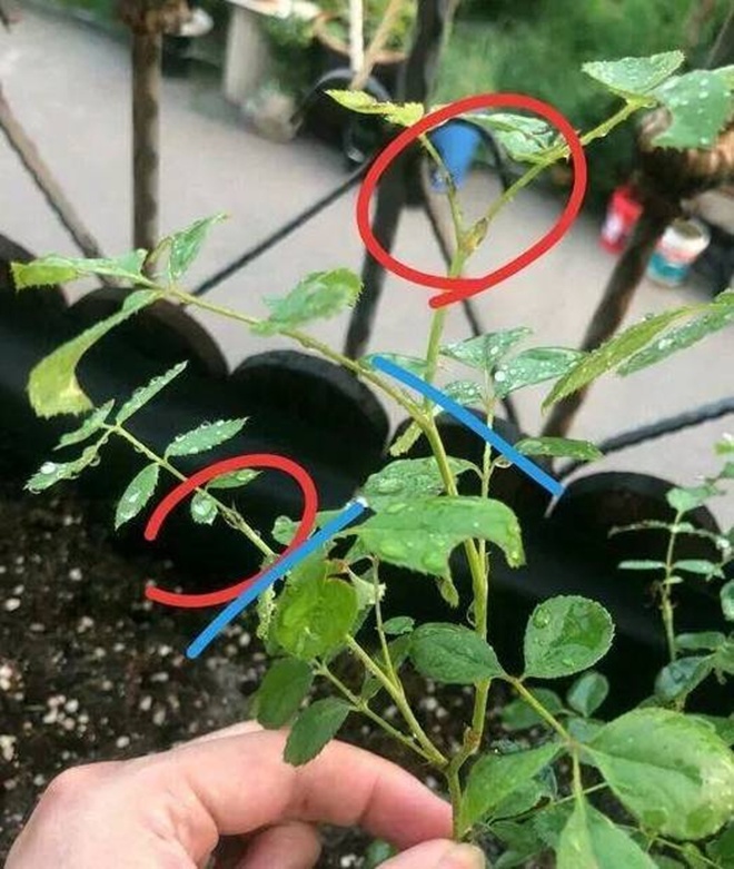 Cành tăm của cây hoa hồng. 
